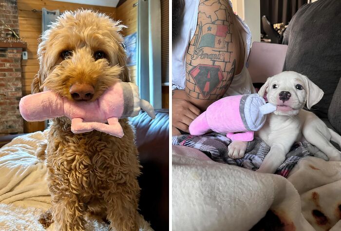 Your Dog Will Be The Trendiest Pup At The Park With This Stanley Tumbler Plush Toy