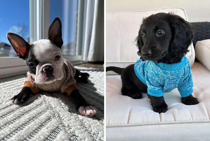 Sweater Weather Is Better With Your Dog In This Sweater