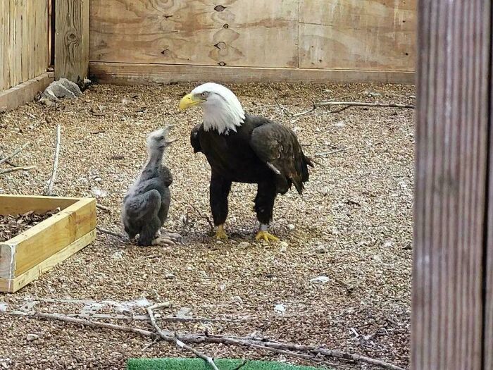 Murphy, A Disabled Bald Eagle Became Famous After He Attempted To Hatch A Rock