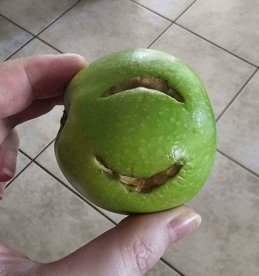 What Bit This Apple? It's From My Yard, And Has Been Sitting On My Counter For At Least 10 Days. I Did Not Bite Into It
