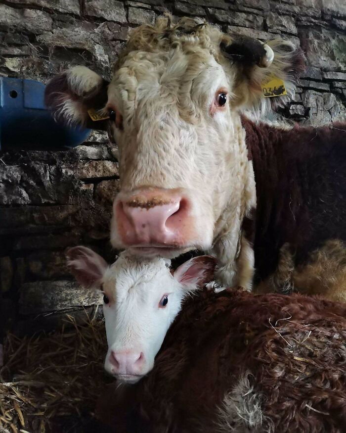 A Momma Cow With Her Calf. They Look Very Similar