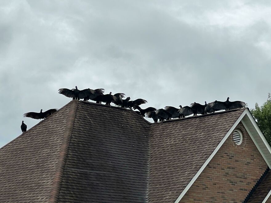 The Vultures On My Neighbors Roof