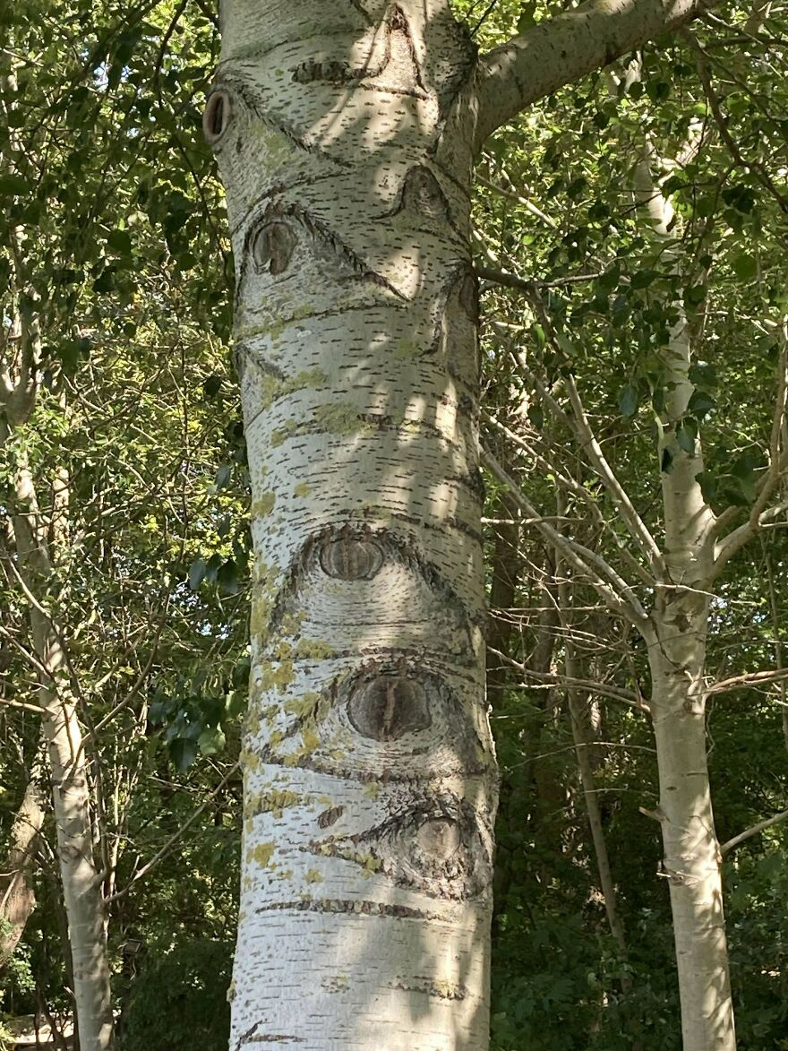 The Trees Are Watching