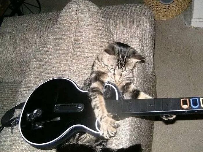 Cat playing a black guitar on a couch, embodying "Pics That Go Hard" vibes with determination and focus.