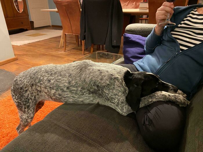 My Parents' Dog Is Not Allowed On The Couch