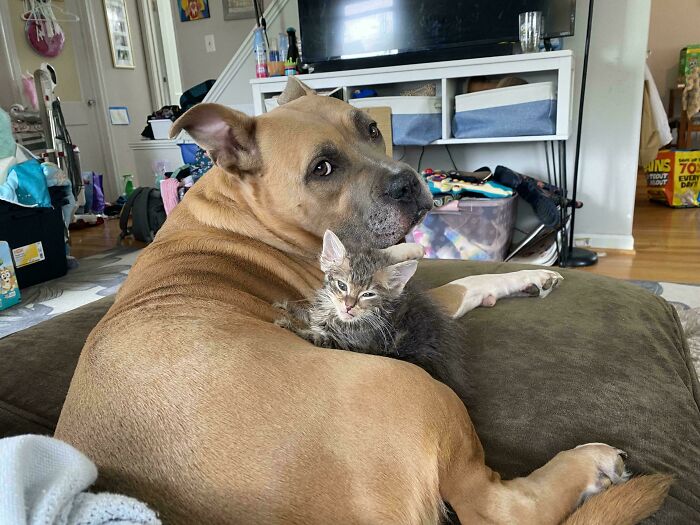 I Was Worried About Our New Kitten Acclimating To Our Home