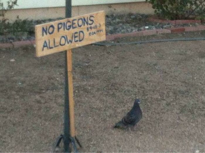 Bird standing defiantly near a "No Pigeons Allowed" sign on dirt ground.