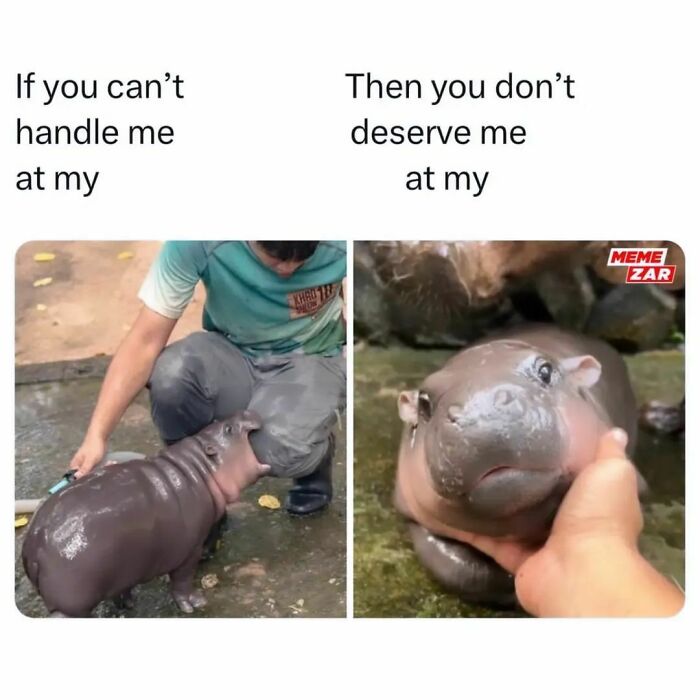 Two images of a baby hippo being cared for by a person, featuring hilarious memes to save your day.
