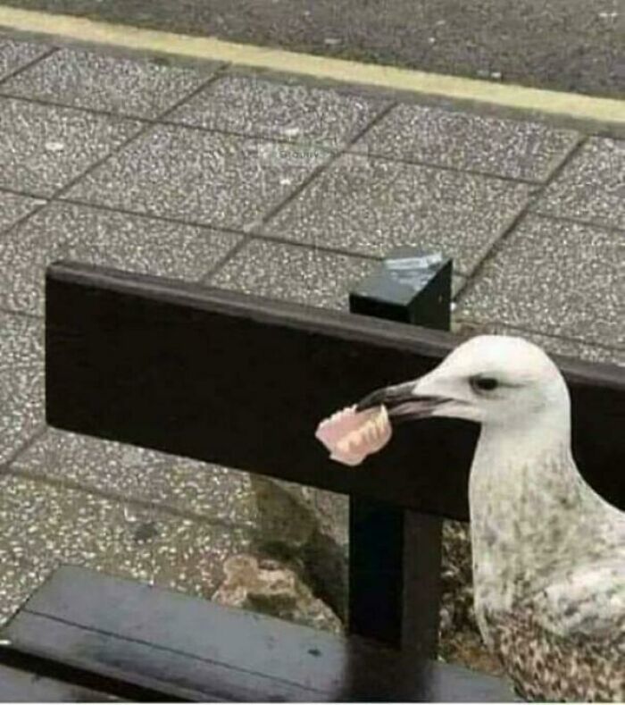 Seagull standing on a bench holding dentures, showcasing birds being jerks.