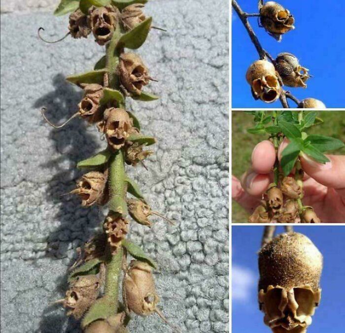Creepy images of skull-shaped snapdragon seed pods, a natural phenomenon that looks like tiny screaming faces.