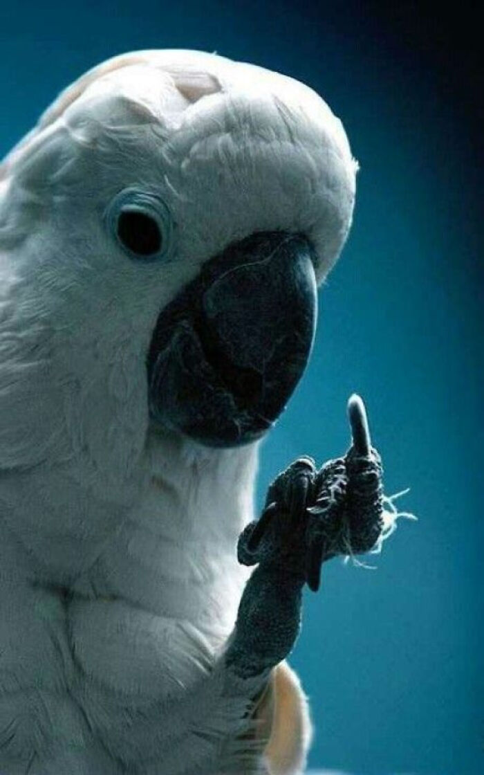 A cockatoo humorously poses with a raised claw, showcasing birds being total jerks.