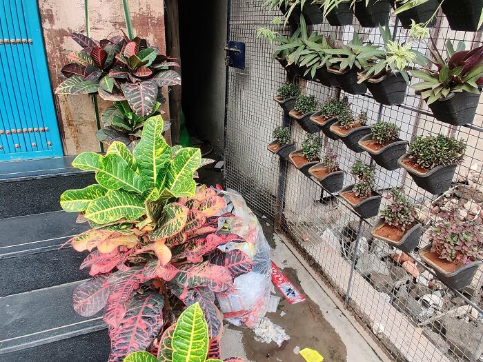 Cute-There-Is-No-Cat-Images