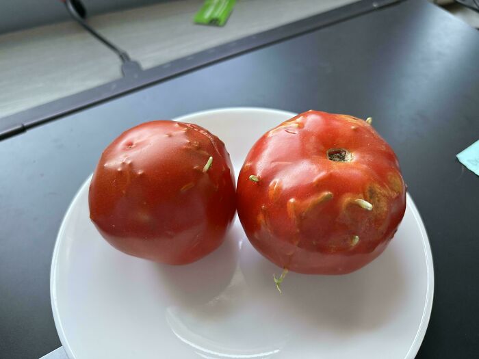 Two tomatoes with sprouting seeds on a white plate, showcasing something mildly interesting.