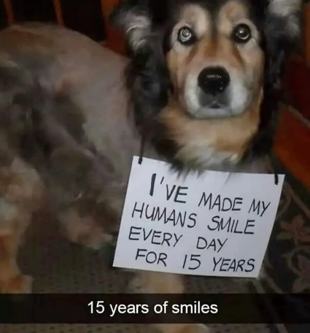 A dog with a sign that says "I've made my humans smile every day for 15 years."