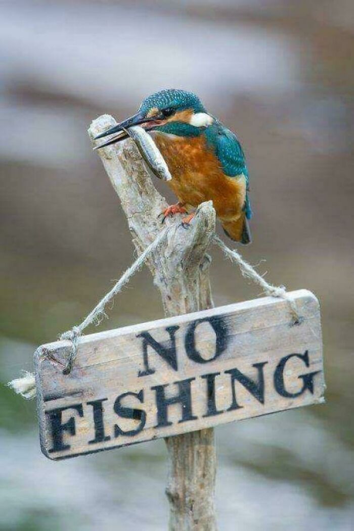 Bird perched on a "No Fishing" sign holding a fish in its beak, showcasing its mischievous behavior.