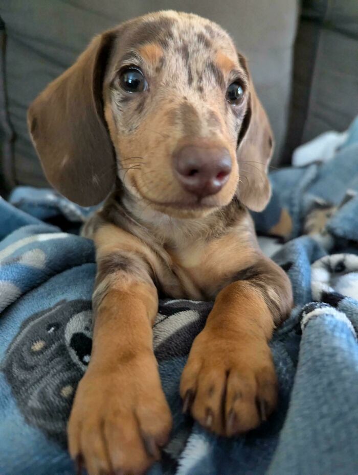 Cute puppy resting on a blue blanket, showcasing adorable animal charm.