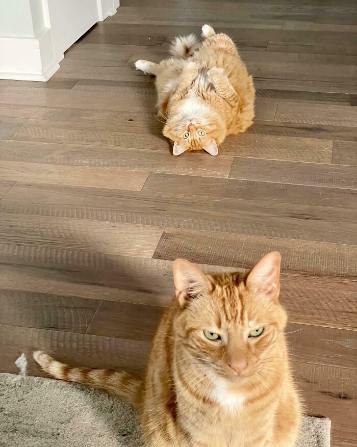 This Picture Captures Both Of Their Personalities Perfectly