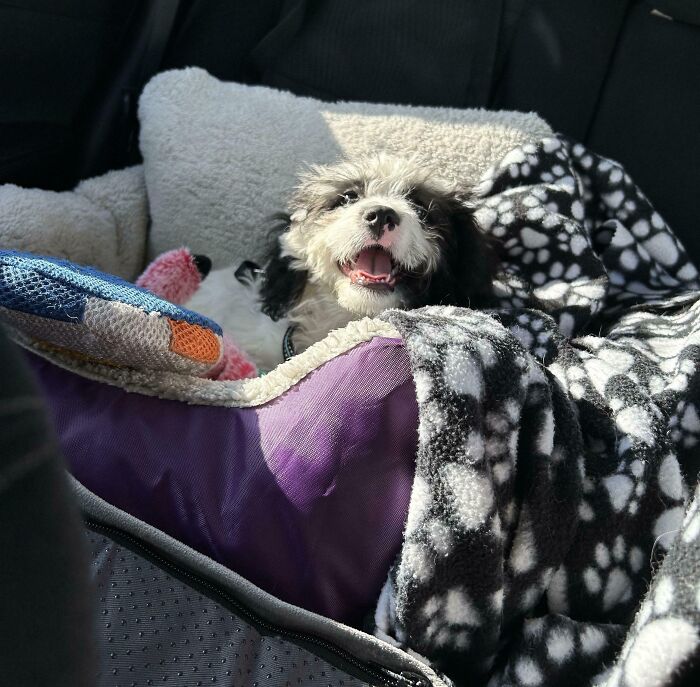 When My Puppy Smiles, I Smile