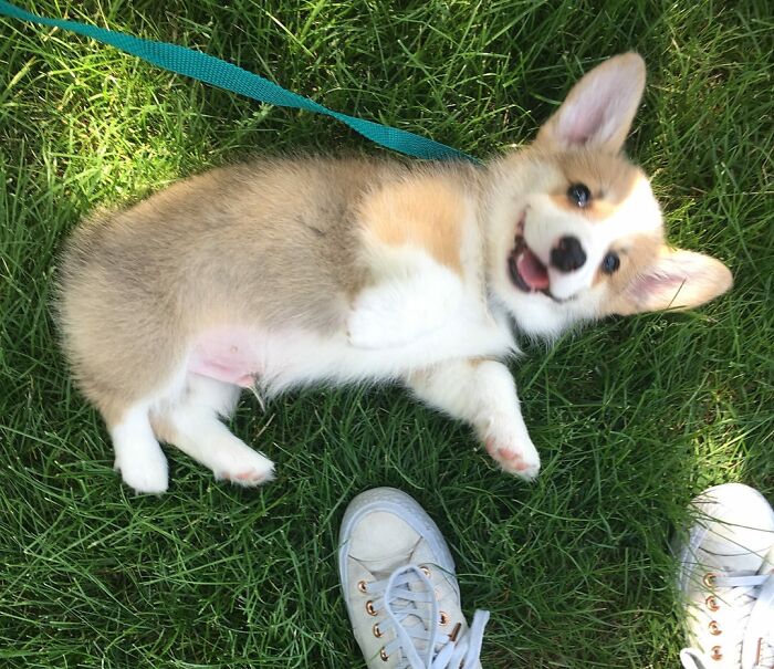 Adorable puppy on grass with a leash, rolling playfully next to shoes.