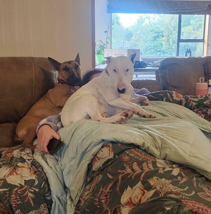 My Wife Isn't Feeling Very Well, But Luckily We Have Supportive Dogs