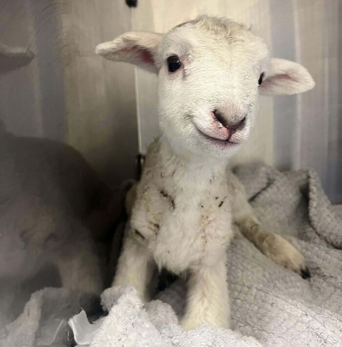 Adorable lamb sitting on a blanket, looking at the camera with a charming expression.
