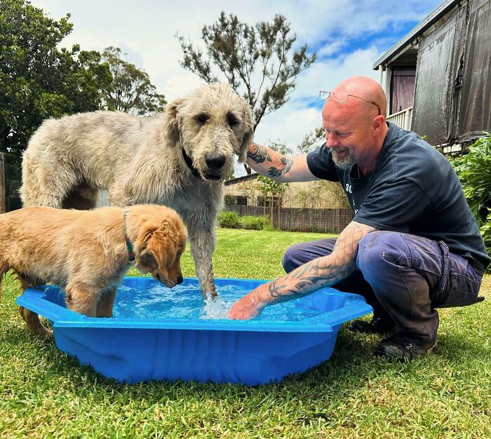Introducing Our Two New Dogs To Their New Pool