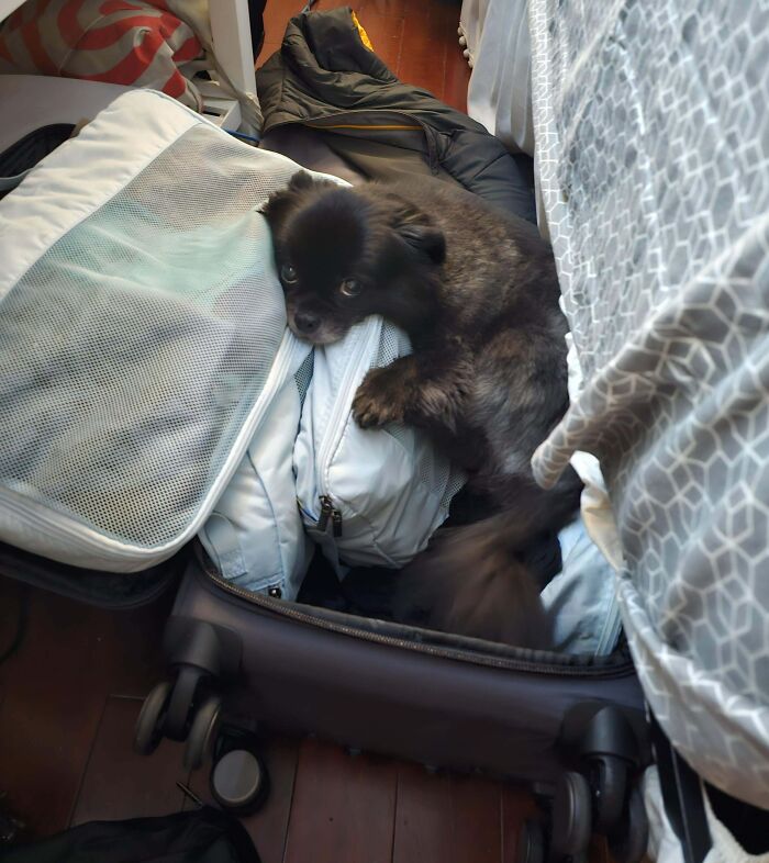 I'm Not Allowed To Leave Without Her. I Might "Accidentally" Zip Her Up And Just Take Her With Me