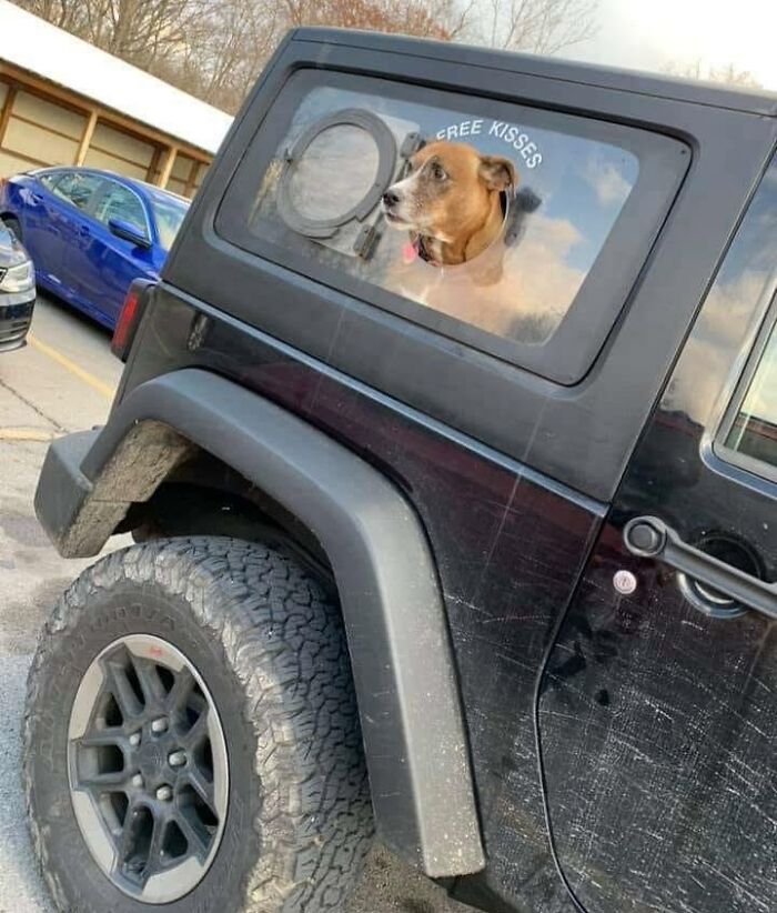 Adorable dog looking out a car window labeled "Free Kisses," adding cuteness to a parked vehicle.
