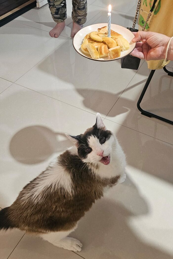 Adorable cat looking up at a plate of treats with a lit candle, casting a shadow on the floor.