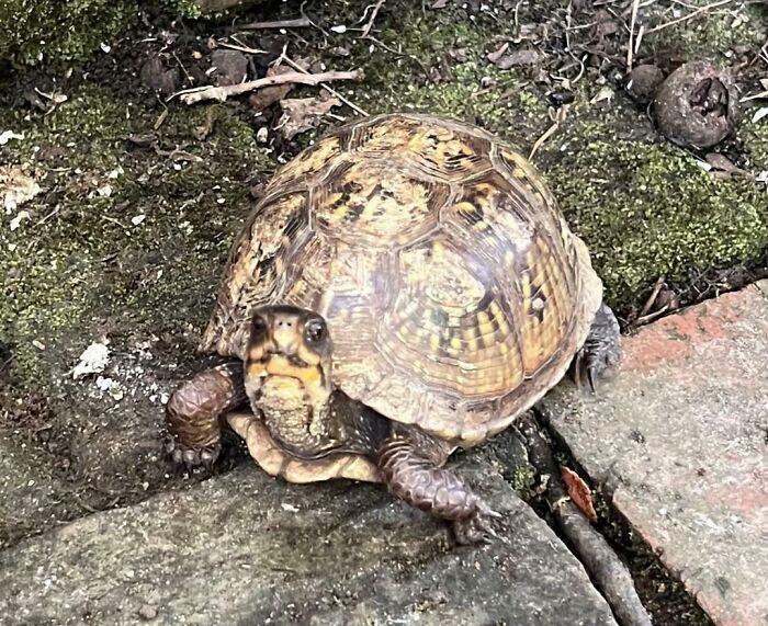 I Fed This Female Box Tortoise Some Raspberries At The Beginning Of The Summer. Now, She Follows Me All Over The Garden, And Visits Me Almost Daily Looking For Handouts