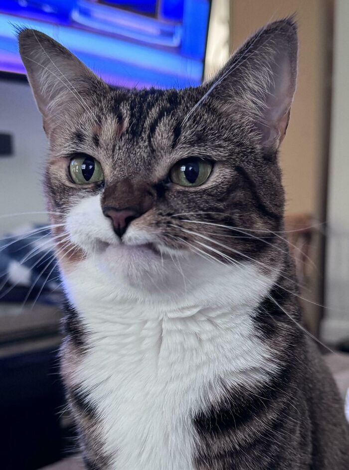 Adorable tabby cat with big green eyes and a white chest, sitting indoors and looking curious.