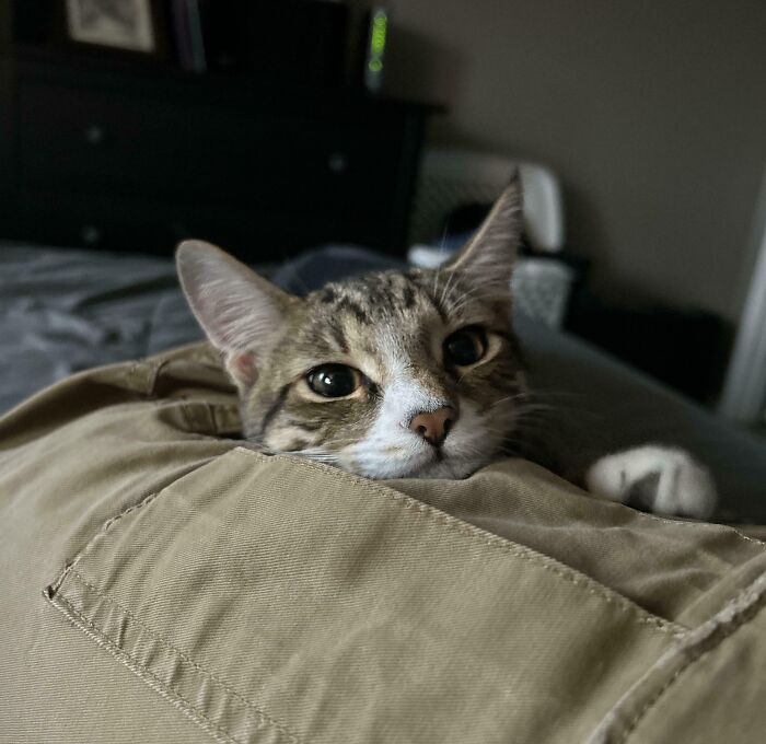 A cute tabby cat peeks over a blanket, embodying adorable animal charm in a cozy setting.