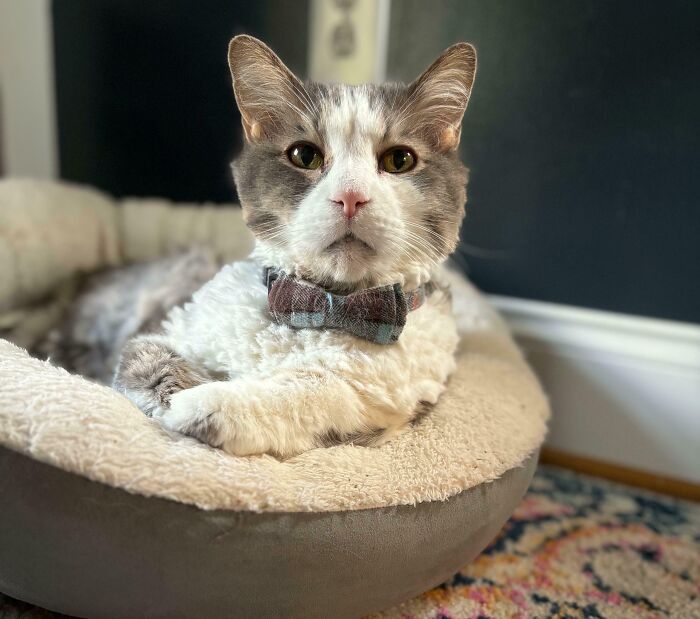 Adorable cat in a cozy bed wearing a plaid bow tie, looking calm and relaxed.