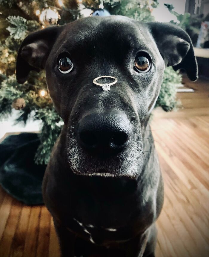 Adorable dog balancing a ring on its nose, sitting by a decorated Christmas tree.