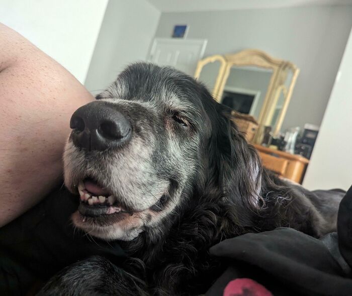 Adorable animal pic of a smiling dog resting peacefully on a bed.