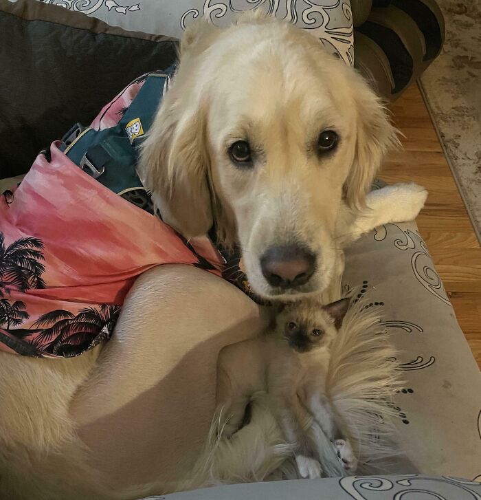 Emotional Support Kitten After A Knee Surgery