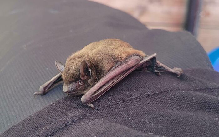 I Was Chosen By A Baby Bat This Morning