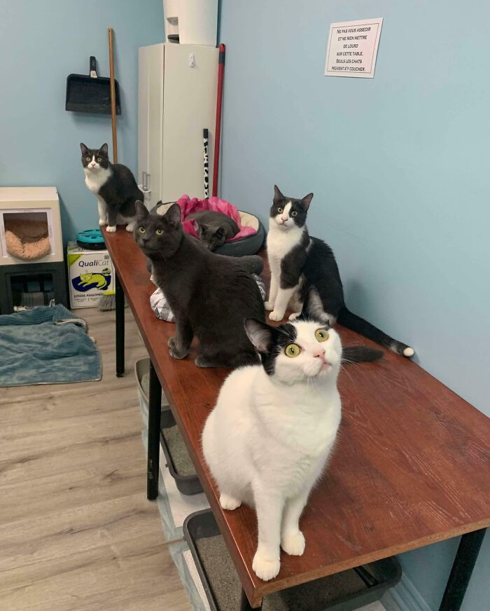 There’s A Fly In The (Big) Kitten Room In Our Shelter