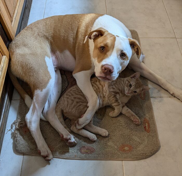 Dog cuddling with a cat on a mat, showcasing adorable animal companionship.