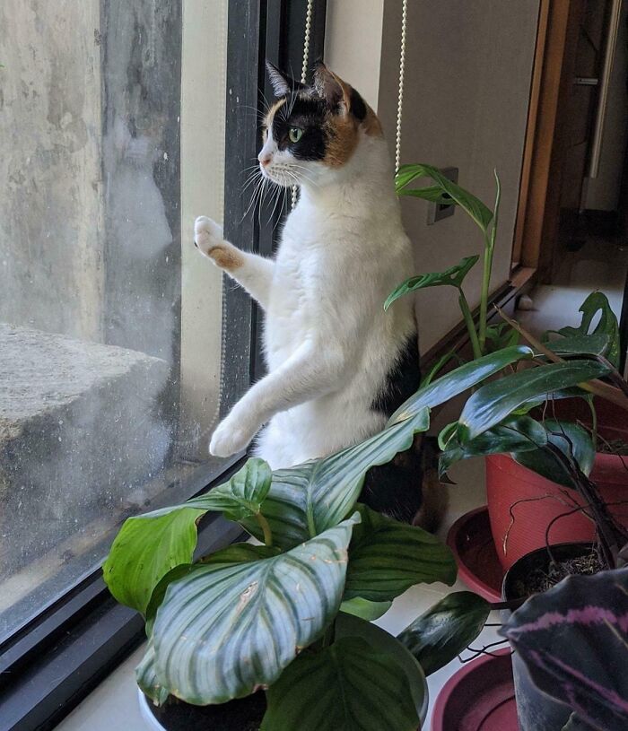Calico cat gazing out window, surrounded by indoor plants, in an adorable animal photo.