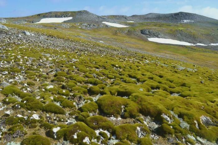 Paisaje de colinas cubiertas de musgo y parches de nieve, creando una atmósfera extrañamente aterradora.