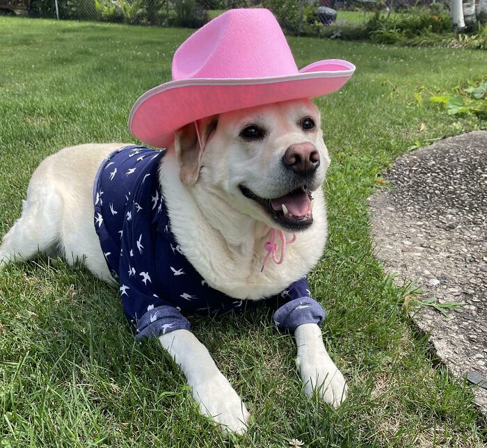 I Can’t Deal With Anymore News. Here Is My Lab In A Hat