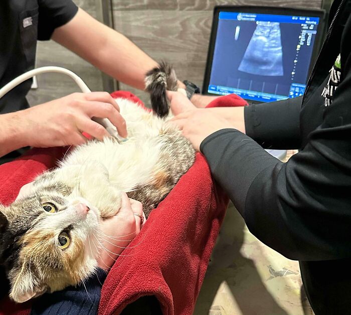 Cat getting an ultrasound at the vet, lying on a red blanket with a curious gaze towards the camera.