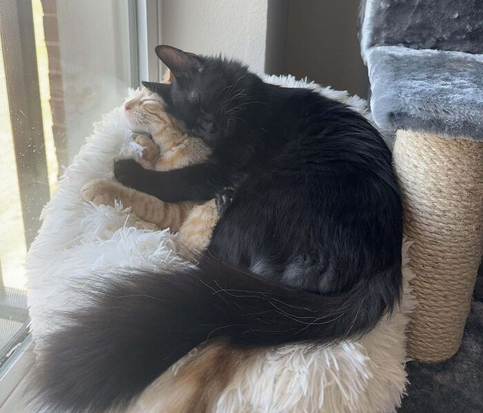 My Babies Adore Each Other