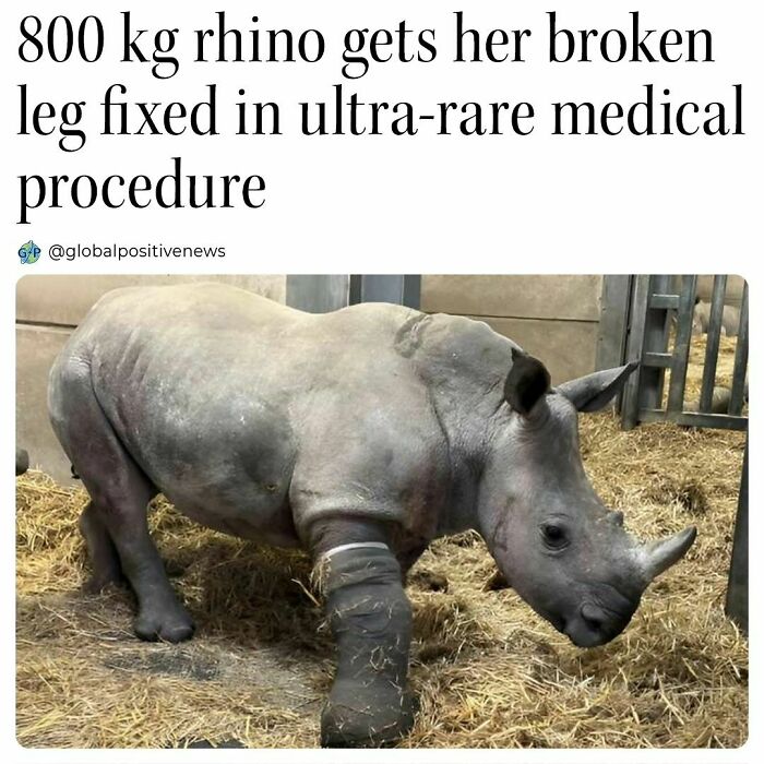 Rhino with a bandaged leg stands in a pen after a successful rare medical procedure, showcasing global positive news.