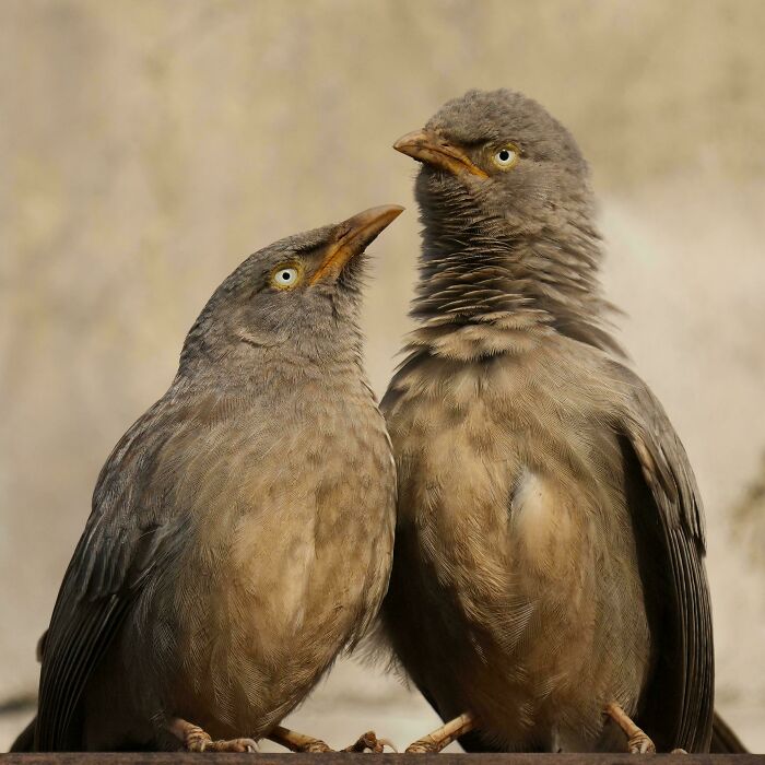 Two birds perched, one staring at the other humorously, showcasing funny bird behavior.