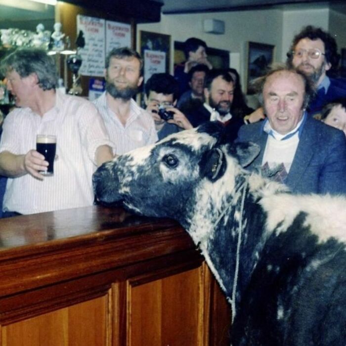 Cow in a ‘90s pub surrounded by patrons and cameras, capturing a wild and wholesome moment.