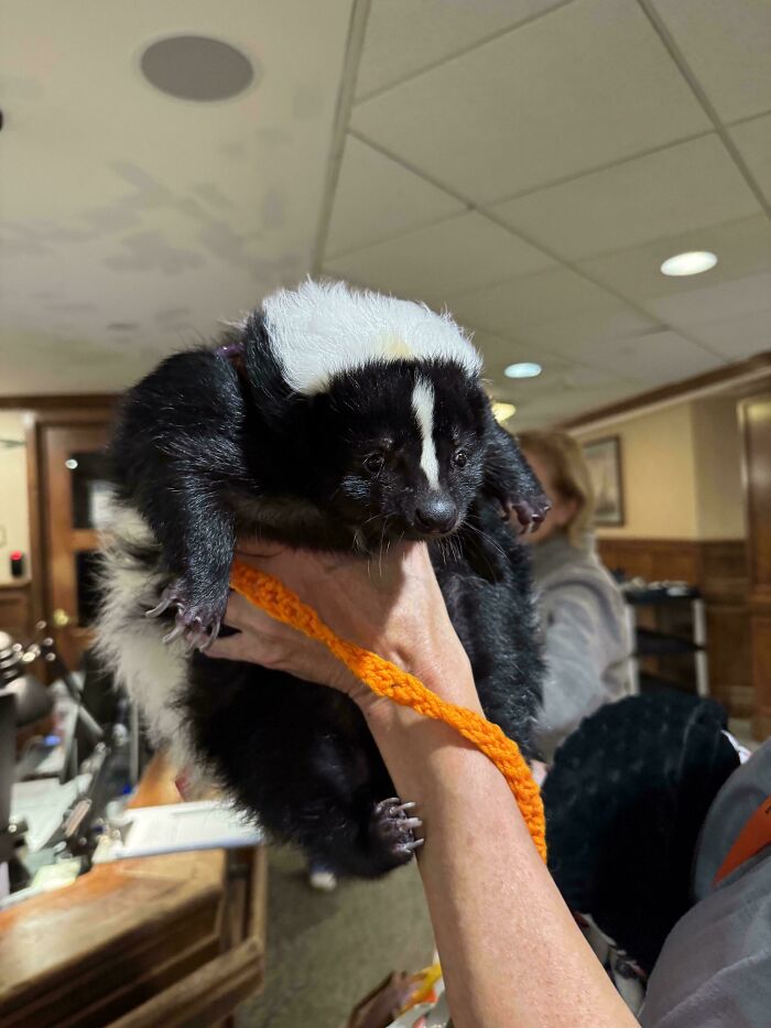 A person holding a skunk in an indoor setting, showcasing something mildly interesting.