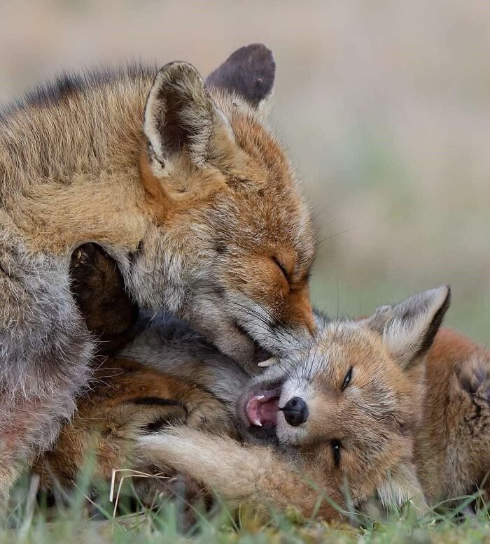 Two adorable foxes cuddling affectionately in a grassy field, exuding warmth and tenderness.