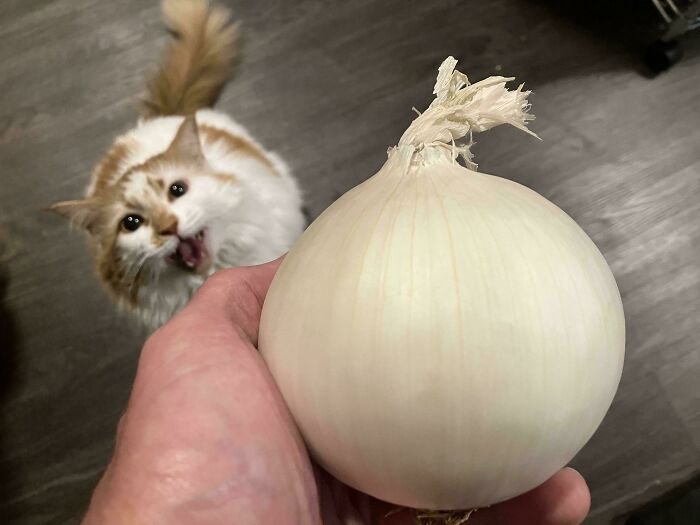 Cat meowing dramatically at a hand holding an onion on a wooden floor.